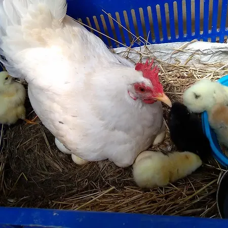 Chimera Pia Aparts Çıralı