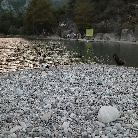 Chimera Pia Aparts Çıralı